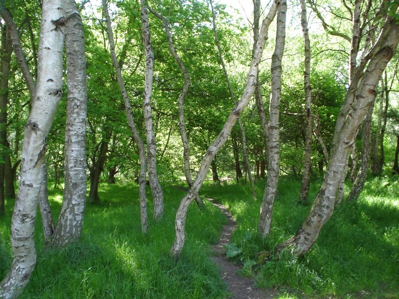 File:Sherwoodglade.jpg