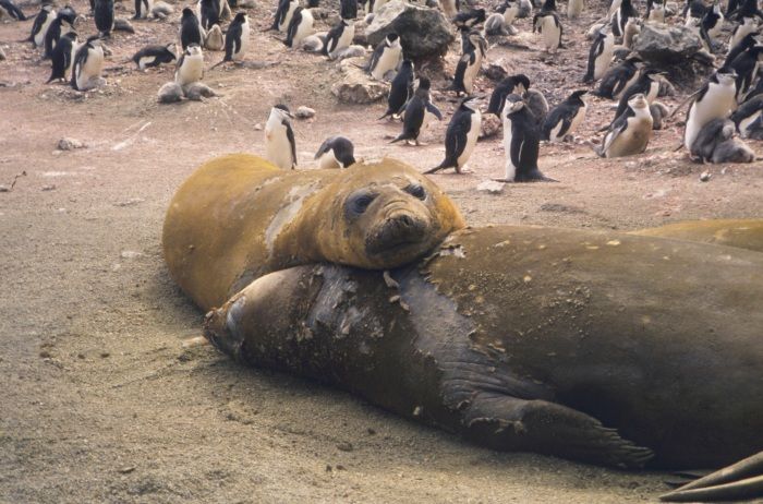 File:Southern elephant seal.jpg