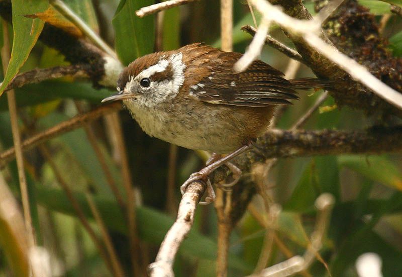 File:Thryorchilus browni -Costa Rica-8.jpg