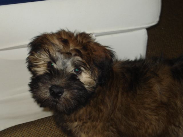 File:Wheaten terrier.JPG