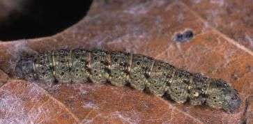 File:Zanclognatha dentata larva1.JPG