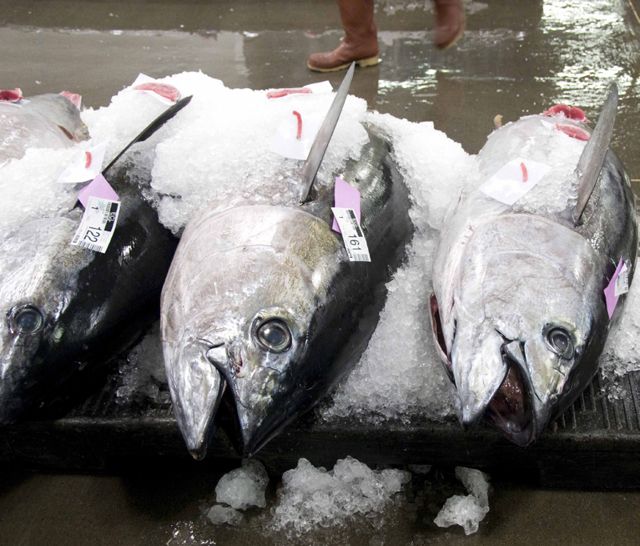 File:Bigeye tuna on ice.jpg