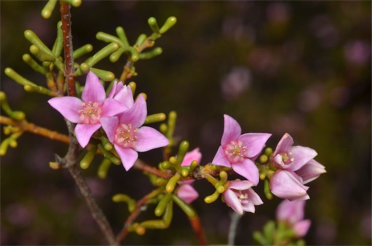 File:Boronia inornata leptophylla.jpg