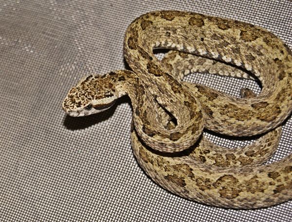 File:Bothrops venezuelensis by Danny Siwek.JPG