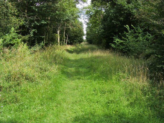 File:Brampton Wood - geograph.org.uk - 1552625.jpg