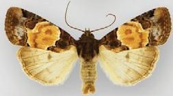 File:Bryolymnia biformata male.JPG