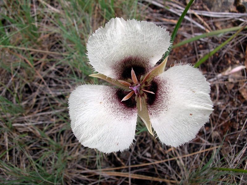 File:Calochortus umpquaensis.jpg