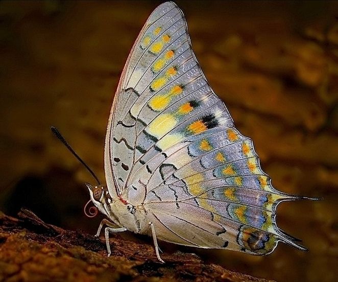 File:Charaxes solon at MNP.jpg