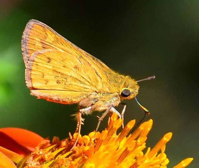 File:Common Hottentot Skipper - Geel Hotnot, crop.jpg