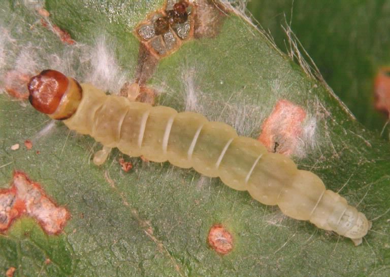 File:Diurnea fagella larva.jpg