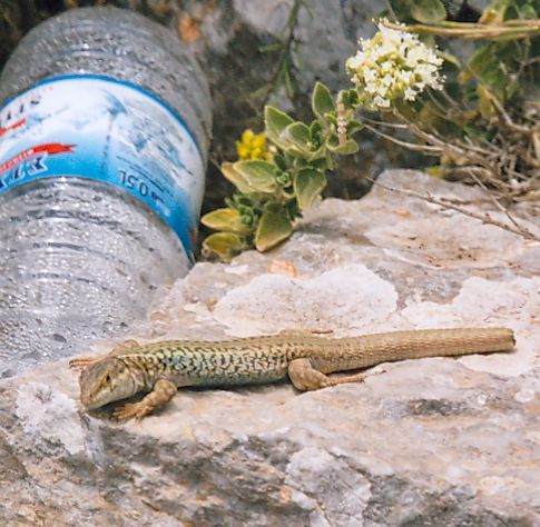 File:Erhard's wall lizard spotted.jpg