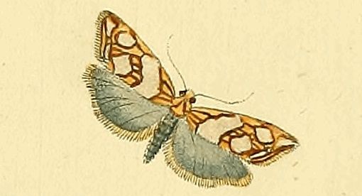 File:Eugnosta lathoniana.jpg