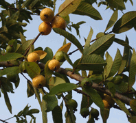 File:Guava-fruit-plant.png