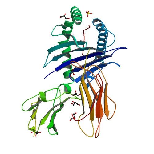 File:HLA-A*02 protein structure.jpg