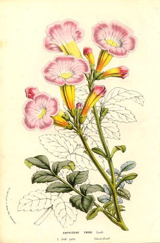 File:Incarvillea emodi - Lemaire.jpg