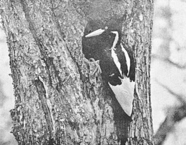 File:Ivory-billed Woodpecker.jpg