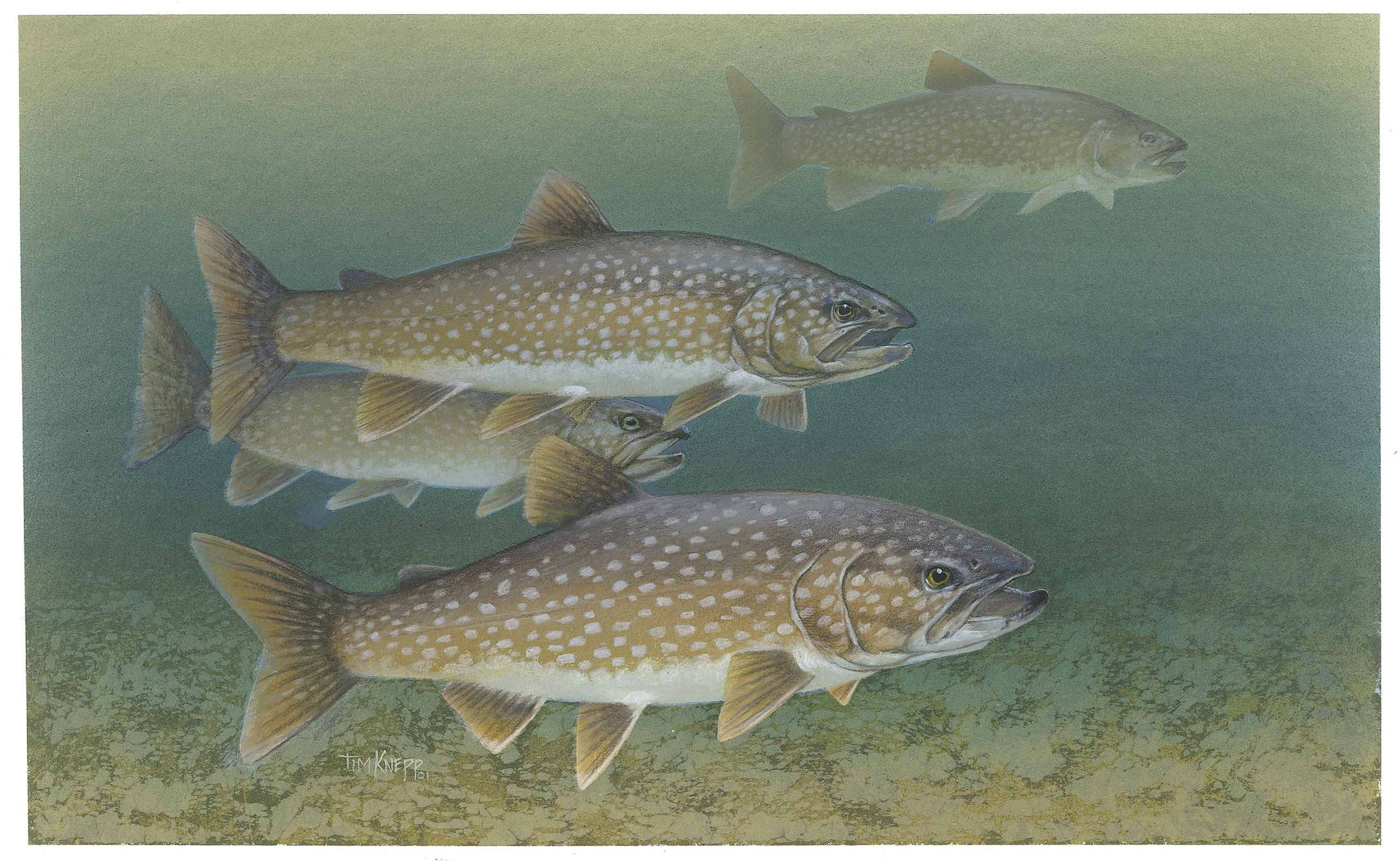 Lake_trout_fishes_salvelinus_namaycush