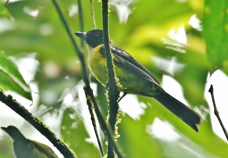 File:Lanio leucothorax (male) -Costa Rica-8.jpg