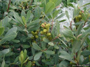 File:Myrica-gale-hunlig.JPG