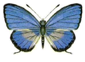 File:Nacaduba cyanea (ento-csiro-au).jpg