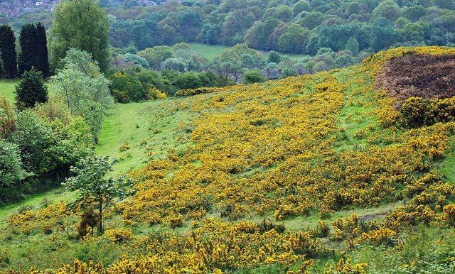 File:Netherton Hills - geograph.org.uk - 1290587.jpg