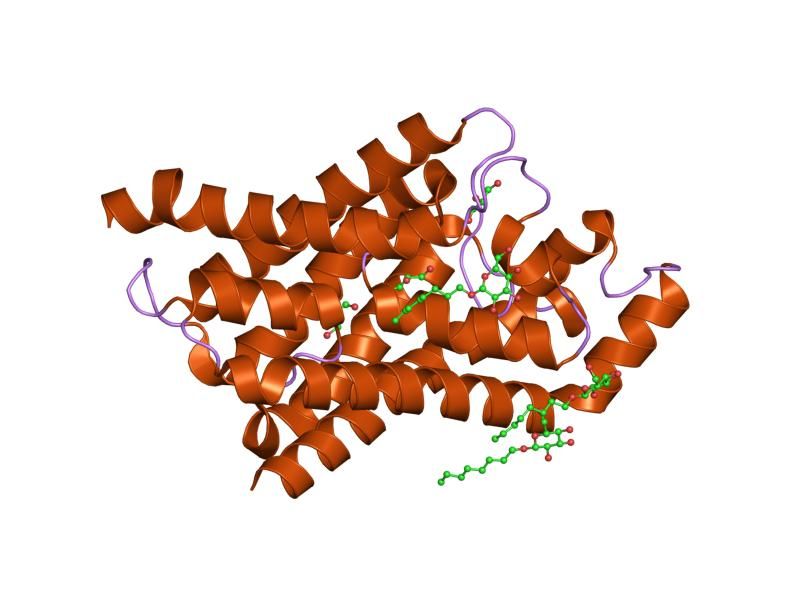 File:PDB 1fx8 EBI.jpg