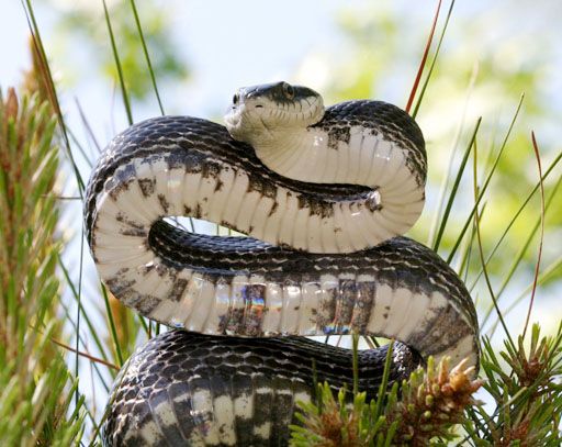 File:Pantherophis obsoletusPCCA20050508-7264B.jpg