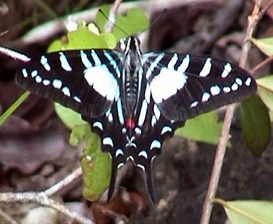 File:Protographium celadon.jpg