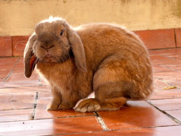 File:Rabbit - French Lop breed 2.jpg