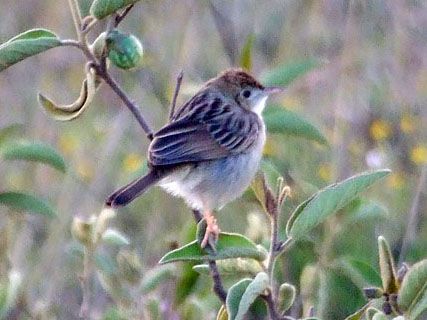 File:Tiny Cisticola JM.jpg