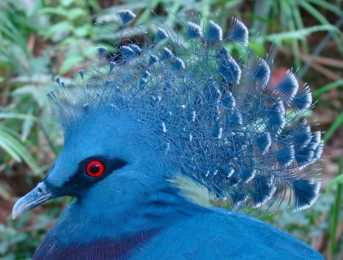 File:Victoria Crowned Pigeon Jurong cropped.JPG