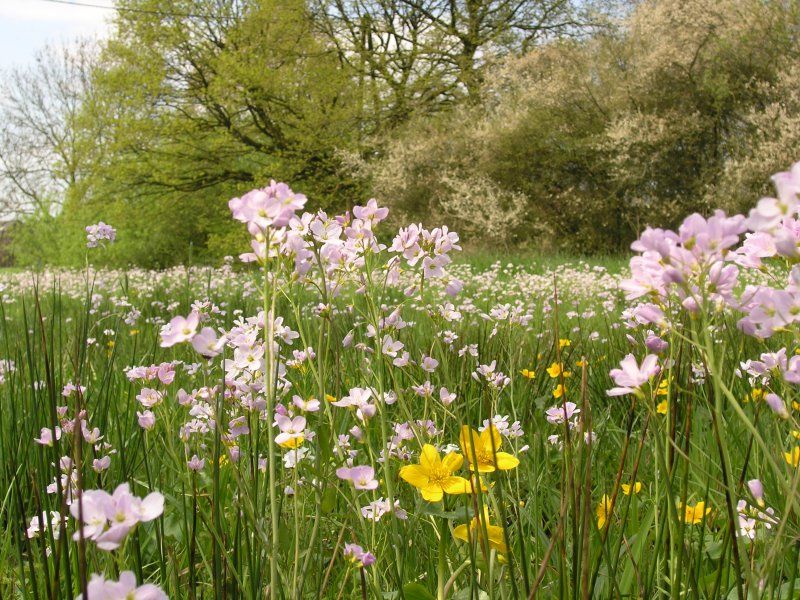 File:WiesenschaumkrautSumpfdotterblume.jpg