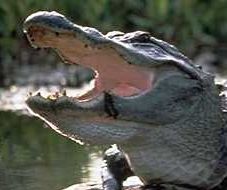 File:Alligator with open mouth.jpg