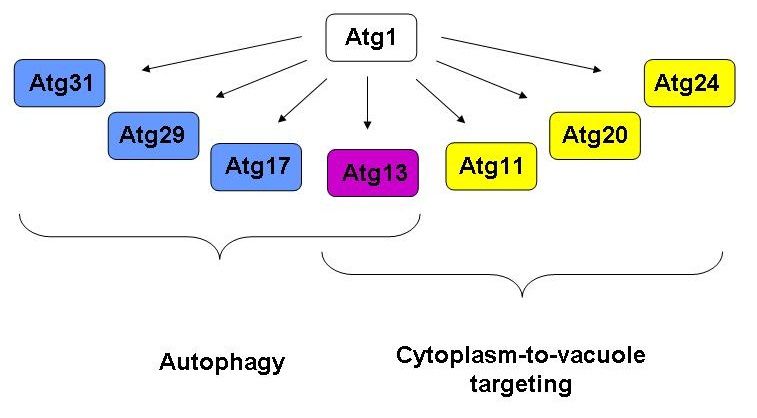 File:Atg1 interaction partners.jpg