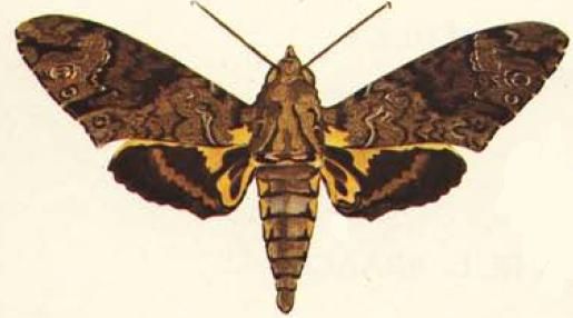 File:Coelonia fulvinotata.JPG