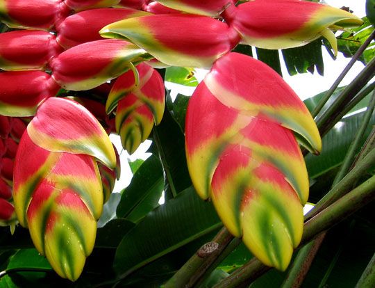 File:Heliconia rostrata 4.jpg