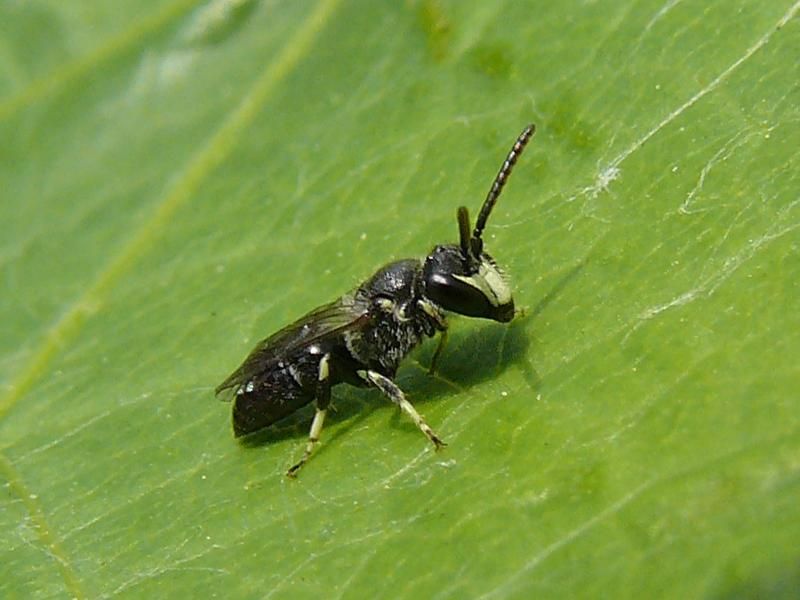 File:Hylaeus hyalinatus.jpg