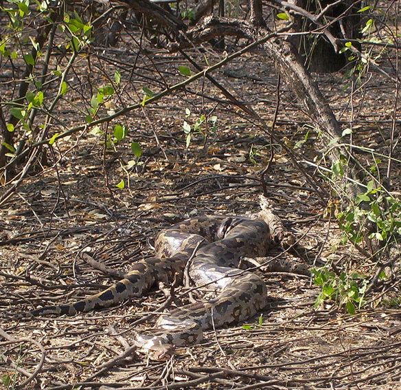 File:Indian Python under a Tree.jpg