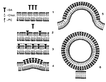 File:Membranedisruption.png