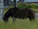 A mezen horse is depicted grazing in a field of knee high grass.