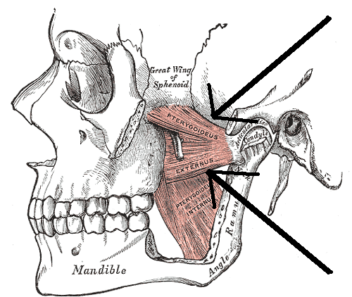 File:Musculuspterygoideuslateralis.png