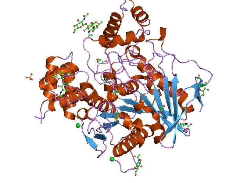 File:PDB 1xlu EBI.jpg