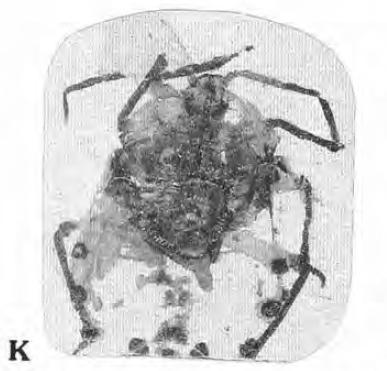 File:Pentatomidae (Lewis, 1992) plate1, fig K.png