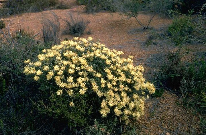 File:Petrophile megalostegia.jpg