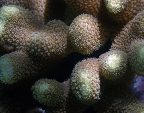 File:Porites cylindrica en Samoa.jpg