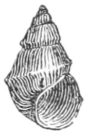 File:Pyrgulopsis nevadensis shell.jpg