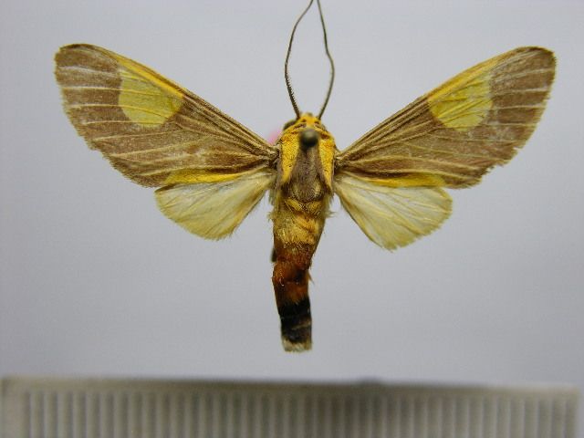 File:Rhipha persimilis persimilis.JPG