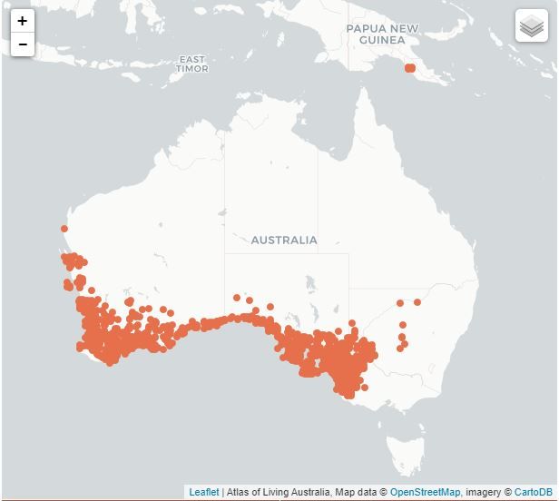 File:Shrubland morethia skink distribution map.jpg