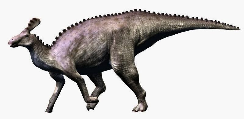 File:Tsintaosaurus spinorhinus NT.jpg