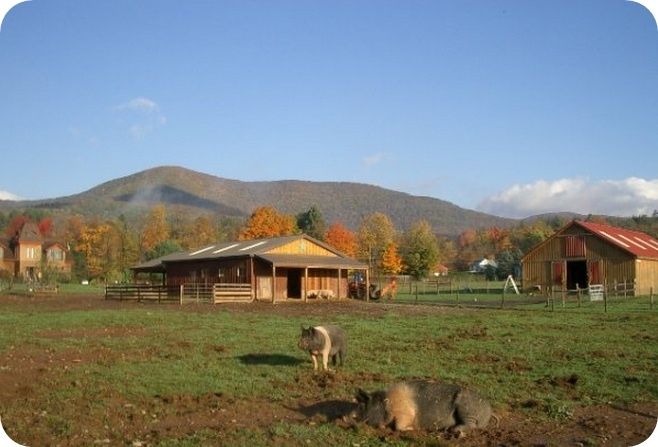 File:Woodstock farm animal sanctuary pig field 2012.jpg